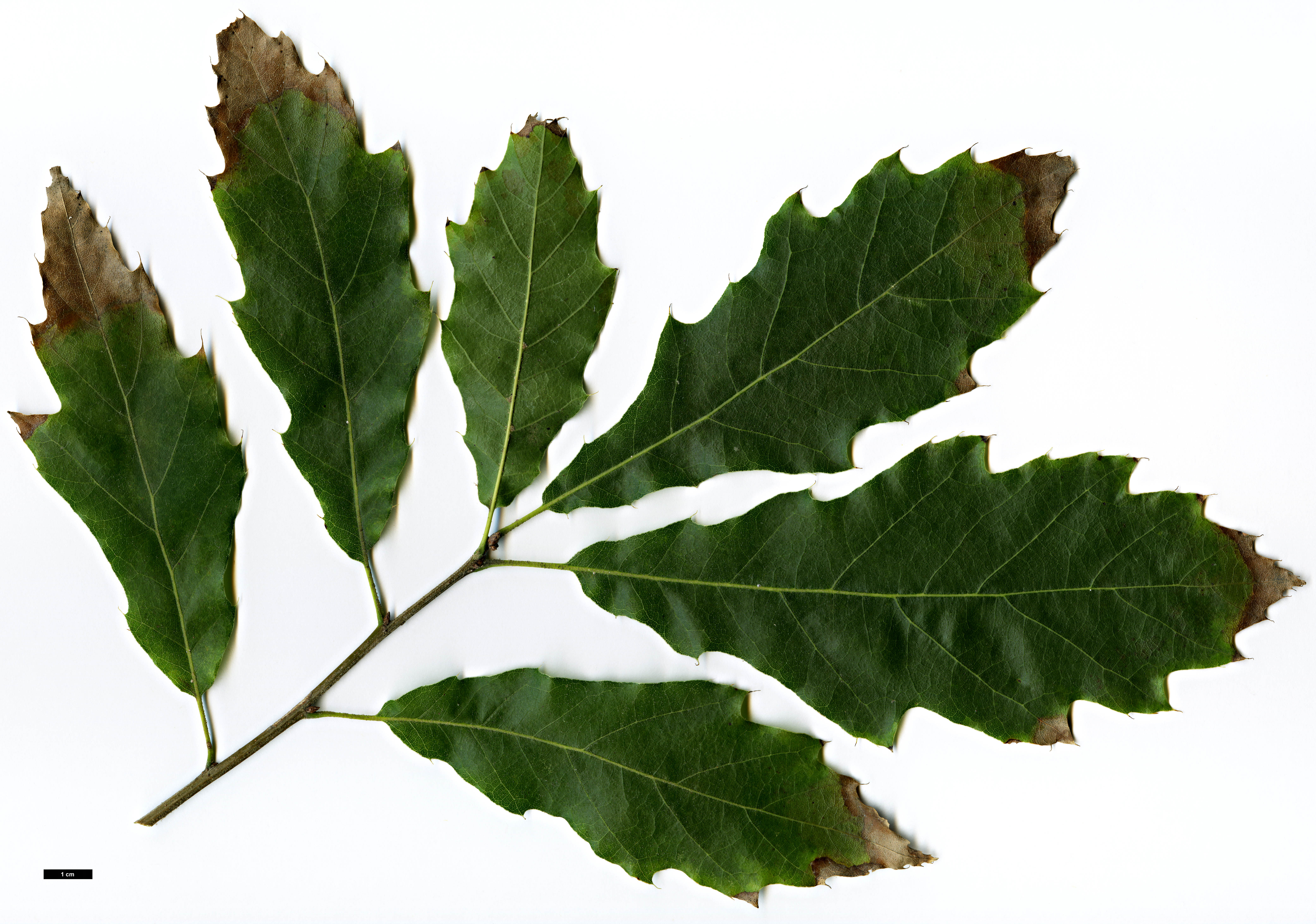 High resolution image: Family: Fagaceae - Genus: Quercus - Taxon: grahamii 